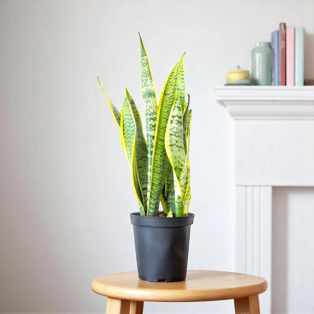 Grexo Premium Sansevieria Futura Superba Snake Plant