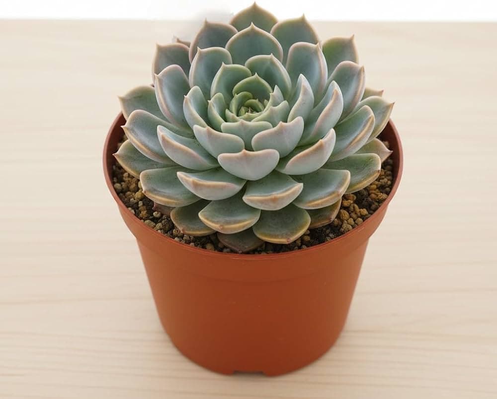 Grexo Laxmi Kamal Haworthia Succulent Plant