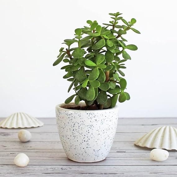 Grexo Mini Jade Plant (Elephant Bush)