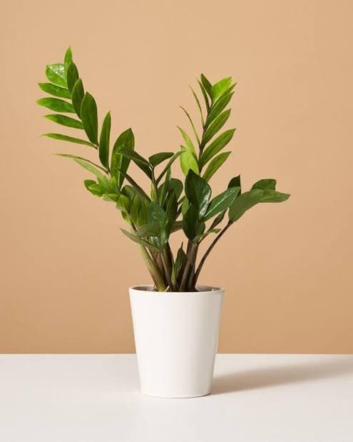 Grexo Premium ZZ Plant (Zamioculcas Zamiifolia)