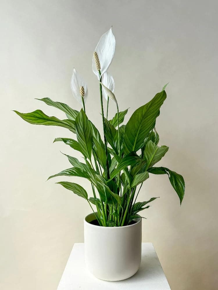 Grexo Premium Peace Lily