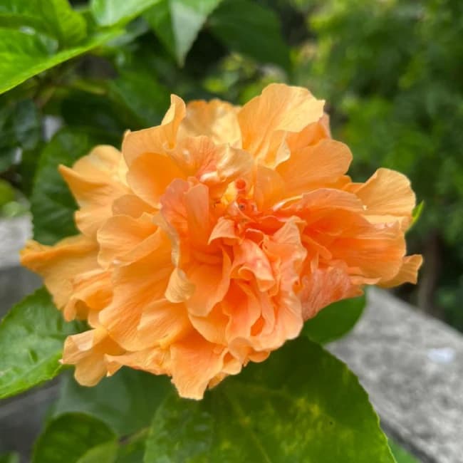 Grexo Orange Double Petaled Hibiscus