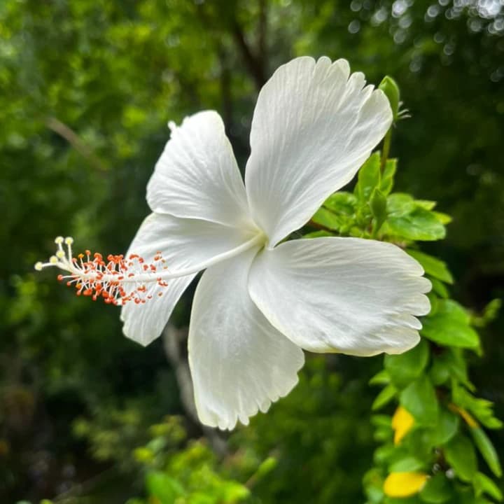 Grexo White Hibiscus Plant