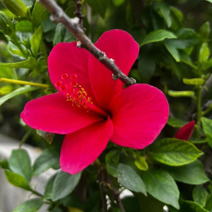 Grexo Chinese Hot Pink Hibiscus (Rosa-sinensis)