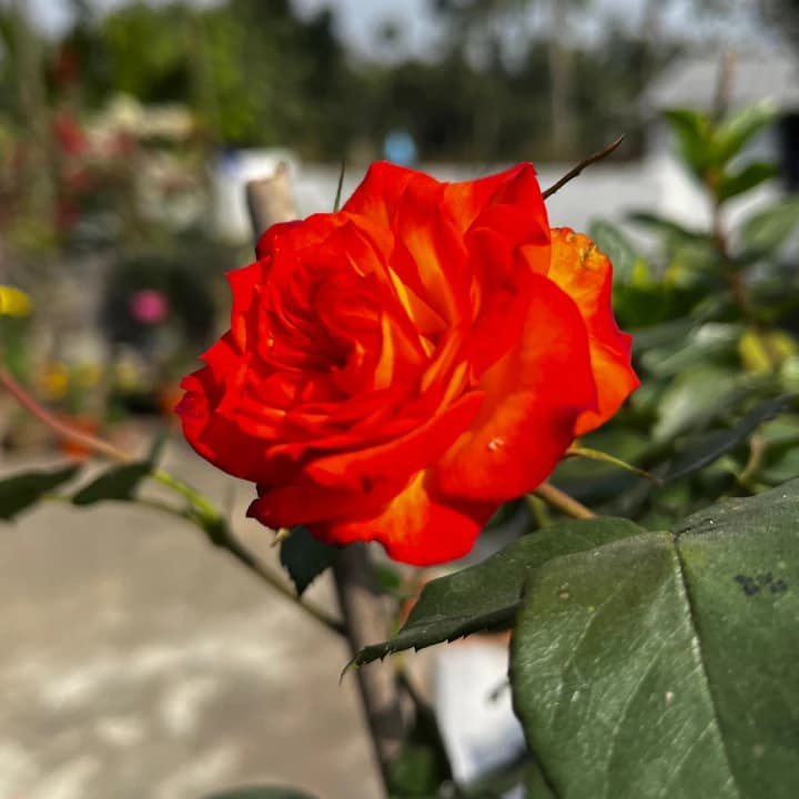 Grexo Orange Rose Plant