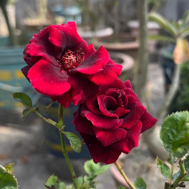 Grexo Dark Velvet Red Premium Hybrid Rose