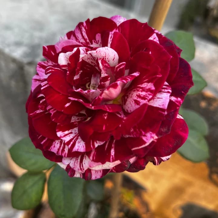 Grexo Rare Dragon Rose (Red-White Bicolor)