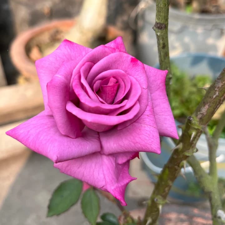 Grexo Fragrant Desi Pink Rose Plant
