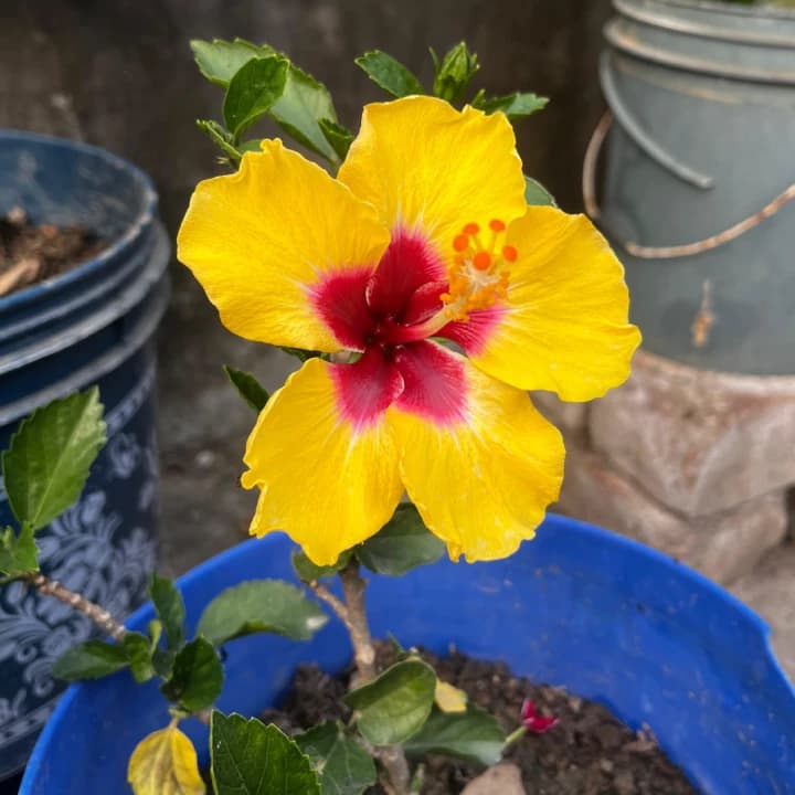 Grexo Yellow American Hibiscus