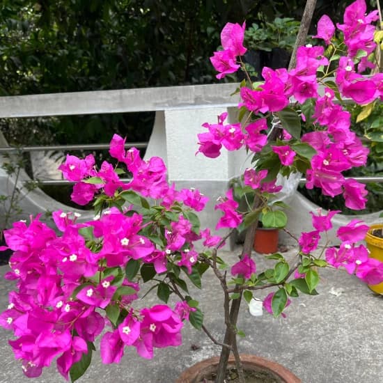Grexo Premium Bougainvillea Spectabilis