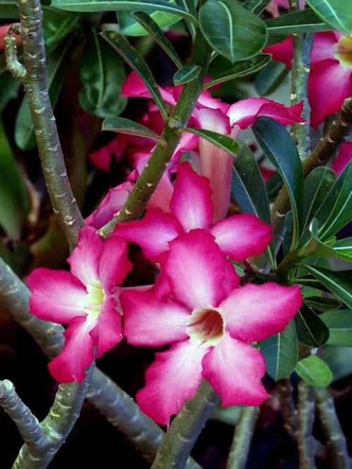 Grexo Adenium Desert Rose