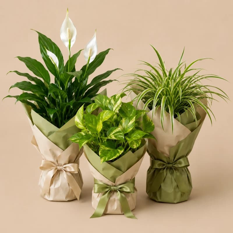 Grexo Indoor Air-Purifier Gifting Bundle (Set of 3)